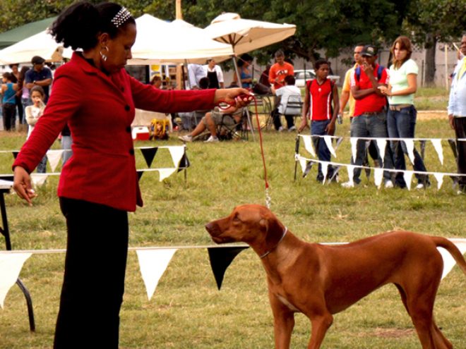 2011 Havana Dog Show: Pampered pooches