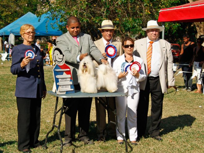 2012 Havana Dog Show: Mad dogs & Englishmen