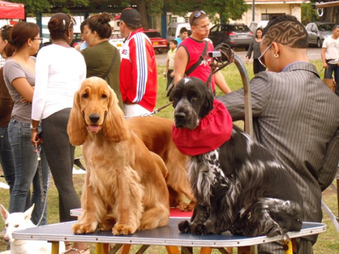 Cuba: Going to the Dogs?