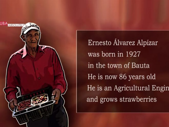 Strawberry fields forever for Ernesto Alvarez Alpízar