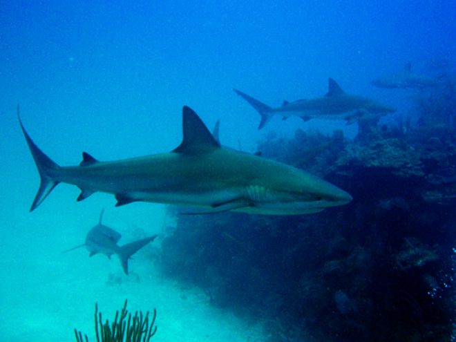 In deep water: Diving in Cuba