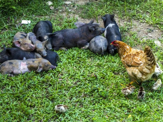 Cuban invention, organic roots & ‘slow food cooking’