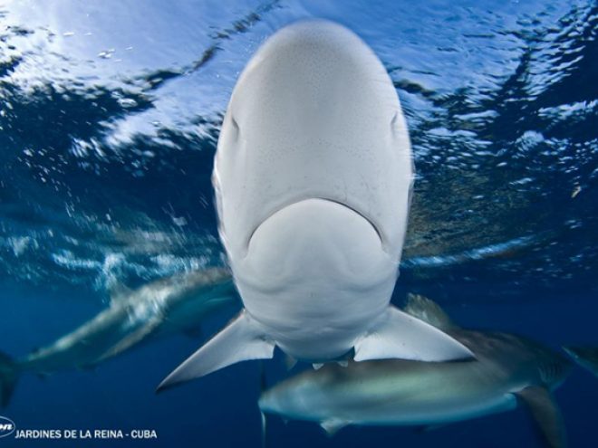 Meeting the whale shark