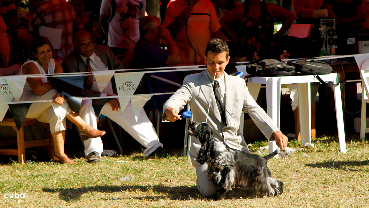 Collectively, the Cuban people are crazy about dogs--literally, certifiably crazy. A clinical diagnosis might be mass bipolar disorder, with some Cubans abjectly irrationally terrified of the fluffiest little lapdog, while others display an unconditional, unthinking, reckless ardor for even the scariest, ugliest street critter that crosses their path. Havana, Cuba
