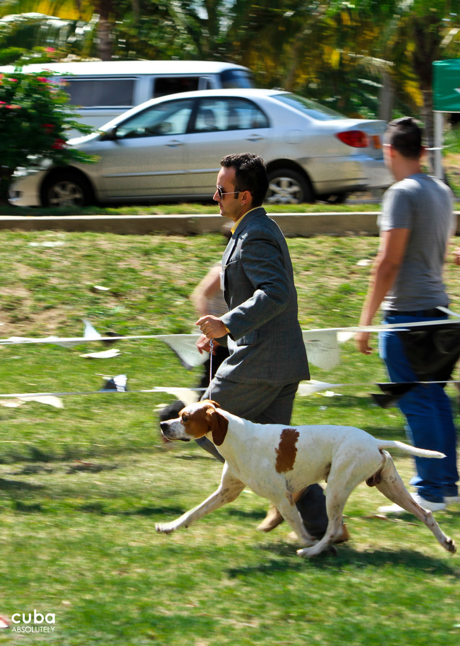 The successive rounds of the competition allow the judges and audiences to appreciate the beauty and bearing of the dogs, which do not compete against each other but against something as difficult as the standard of perfection for their particular breed set by the International Dog Federation. Havana, Cuba