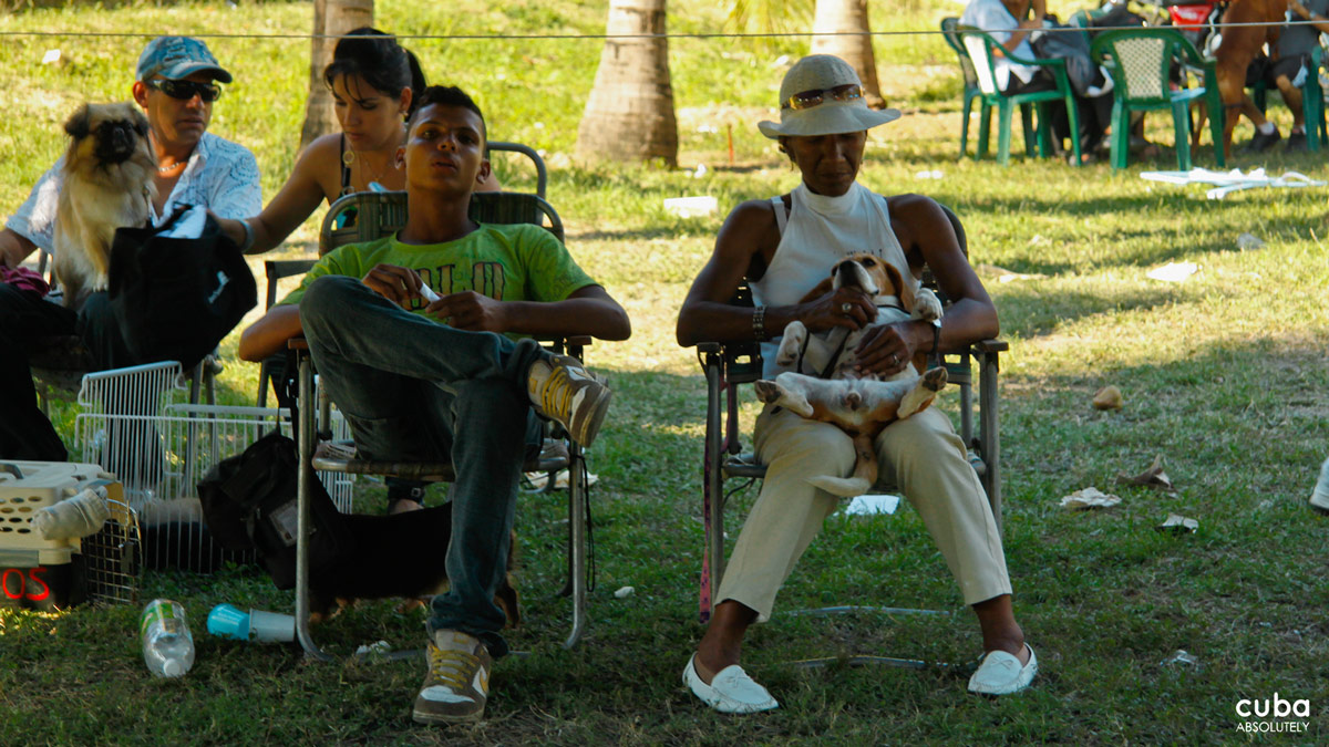 The relatively low numbers of dogs competing in Havana’s dog shows, however, doesn’t mean that breed standards are relaxed. Havana, Cuba