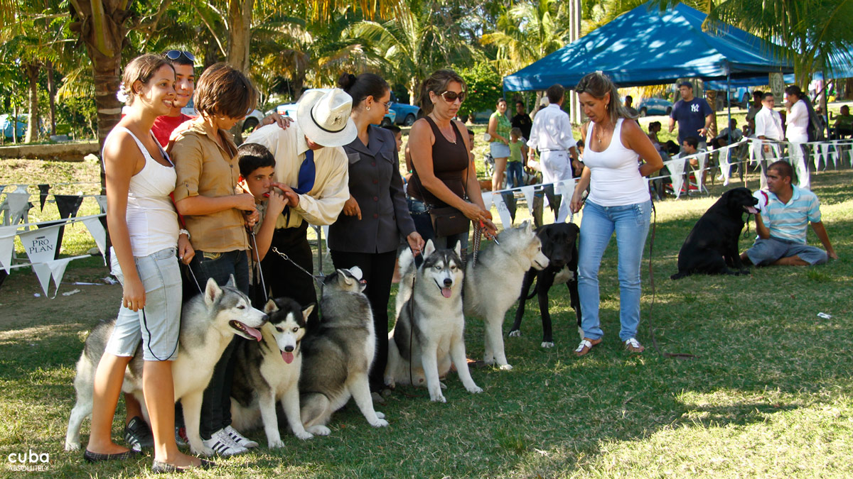 The International Spring Dog Show brings together dog owners, breeders, handlers and dog lovers every single year. Havana, Cuba