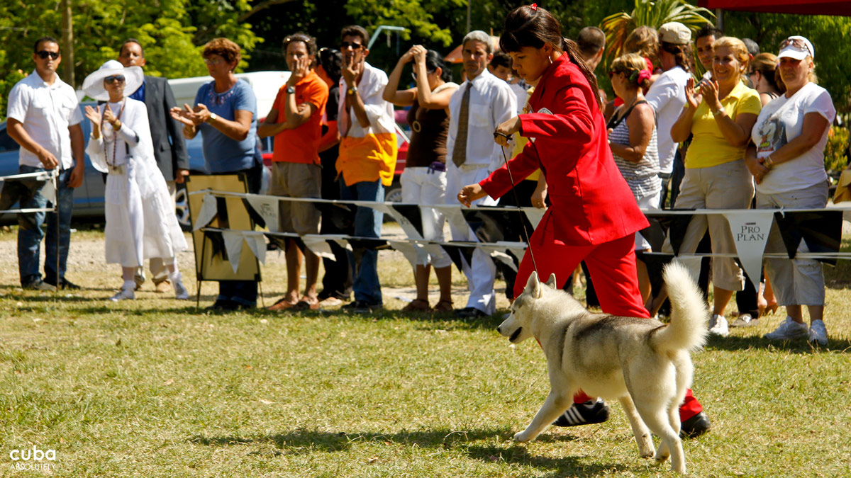 The International Spring Dog Show gathers dog owners, breeders, handlers and dog lovers every year. Havana, Cuba