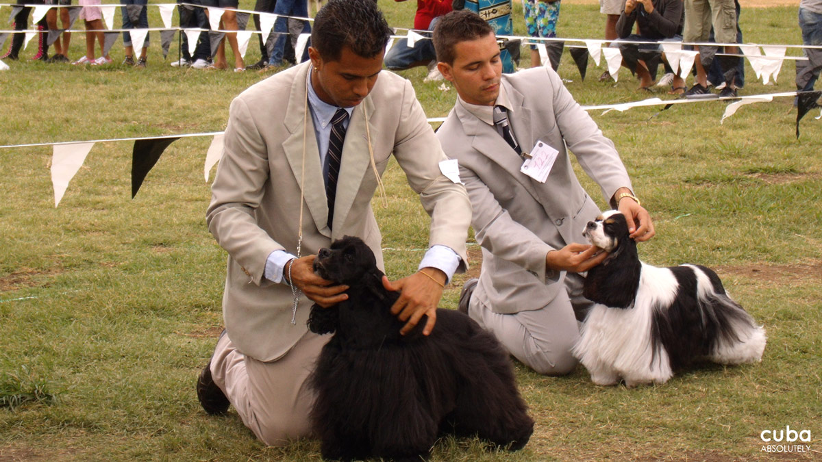 The judges’ and handlers’ attire probably fare worse than the dogs baking under the radiant Havana sun. Havana, Cuba