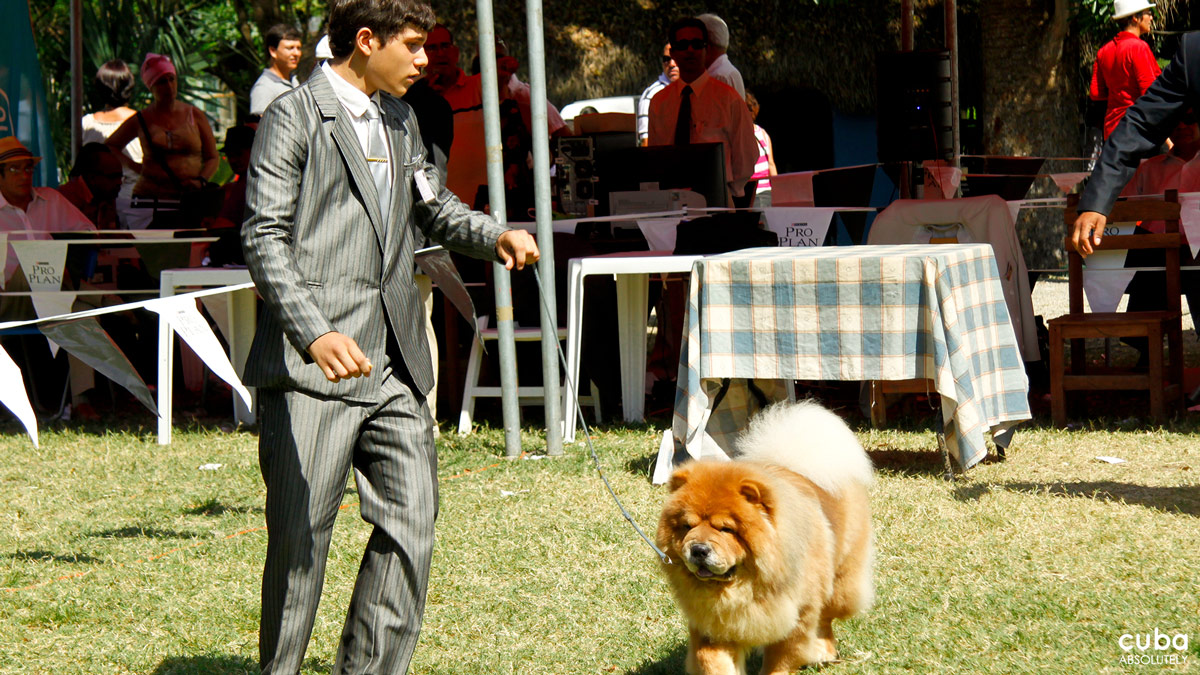 The dogs are not the only ones being evaluated. The work of handlers and breeders are also under observation and are being judged according to their dog’s performance, to their ability to respond to verbal commands or hand signals. Havana, Cuba
