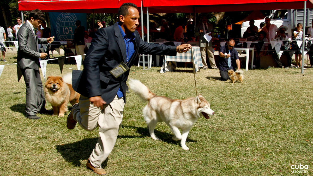 The successive rounds allow the judges, and audiences, to appreciate the beauty and bearing of the dogs, which do not compete against each other but against something as difficult as the standard of perfection for their particular breed set by the International Dog Federation. Havana, Cuba