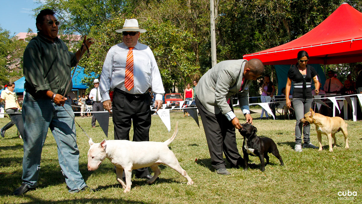 I, in particular, am new to dog shows and was pretty much impressed at the variety of specimens that were competing. Havana, Cuba