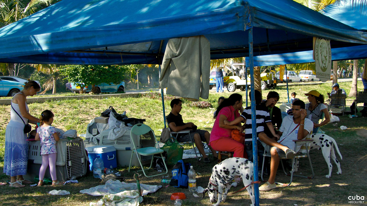 A great deal of activity took hold of the usually peaceful ecological areas of the Parque Metropolitano de La Habana during April 26-29, 2012. Tents, awnings, boxes, crates, street vendors, photographers...and dogs, all filled the natural environment that is part of the city's green belt. It was the International Spring Dog Show. Havana, Cuba