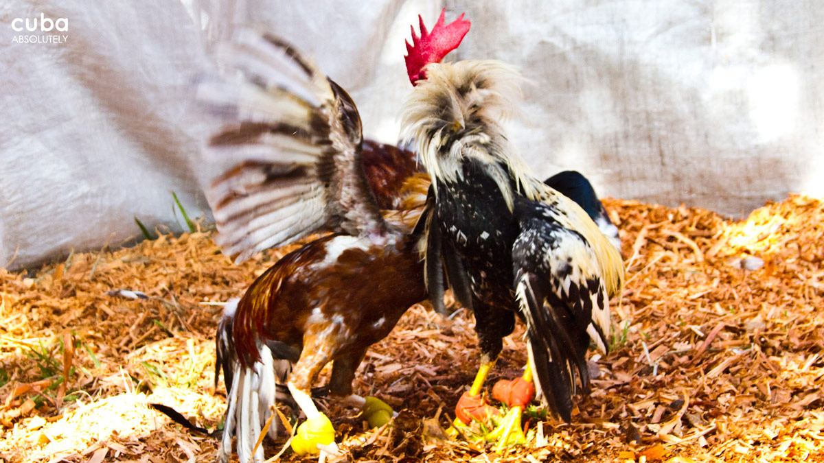 Cucalambeana country fair at El Cornito, Las Tunas